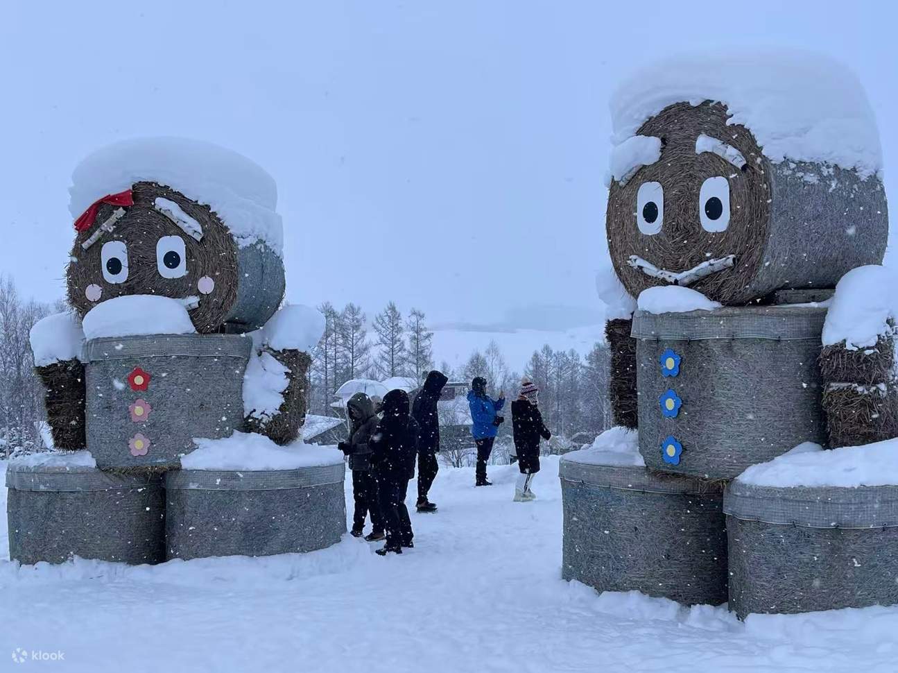 Asahiyama Zoo + Christmas Tree + Shikisai-no-oka (or Chiyoda Farm